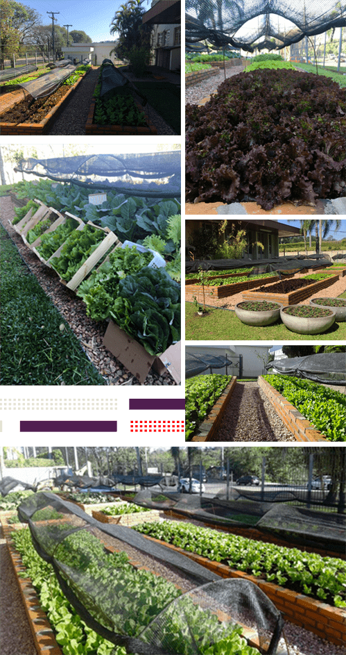 Horta orgânica incentiva o cultivo de verduras, legumes, frutas e chás de forma ecológica e sustentável.